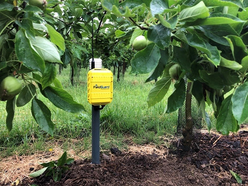 Measuring Soil Moisture in Orchards